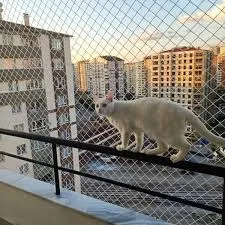 KEDİ FİLESİ